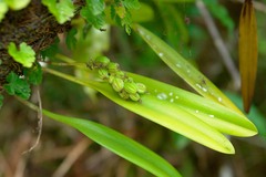 Bulbophyllum apodum