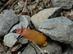 Chauliognathus faustus