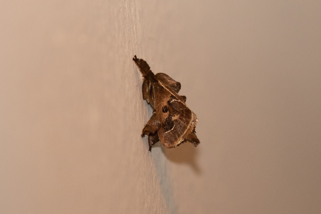 Euclea diversa