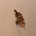 Euclea diversa - Photo (c) ryanfm, some rights reserved (CC BY), uploaded by ryanfm