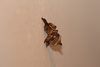 Euclea diversa - Photo (c) Ryan F. Mandelbaum, some rights reserved (CC BY), uploaded by Ryan F. Mandelbaum