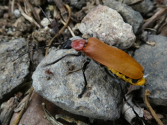 Chauliognathus faustus