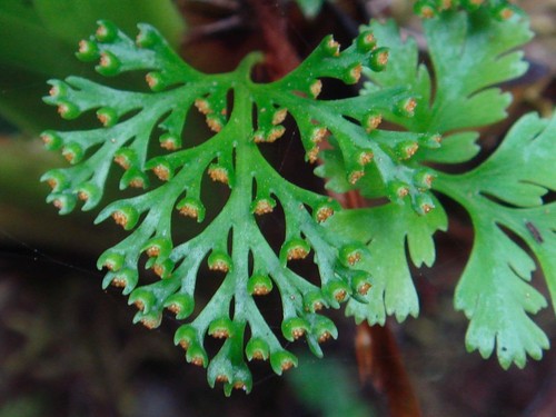 Davallia pusilla observed 2008-12-08