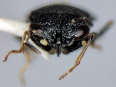 Geocoris atricolor