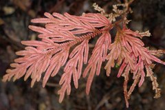 Selaginella hordeiformis