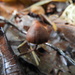 Psilocybe stametsii - Photo (c) Anderson Mesa C, some rights reserved (CC BY-NC), uploaded by Anderson Mesa C