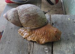 Megalobulimus popelairianus