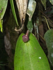 Pleurothallis alopex