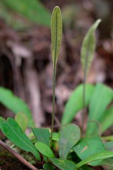 Elaphoglossum glabratum