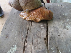 Megalobulimus popelairianus
