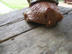 Megalobulimus popelairianus