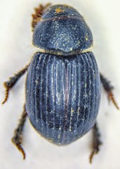 Aegialia crassa