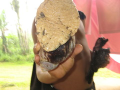 Megalobulimus popelairianus