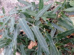 Araujia sericifera