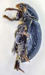 Aegialia crassa