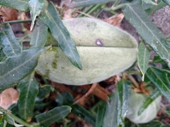 Araujia sericifera