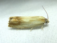 Eucosma umbrastriana