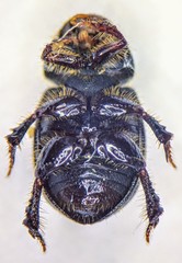 Aegialia crassa