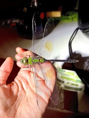 Anax gibbosulus