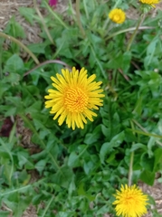 Taraxacum officinale