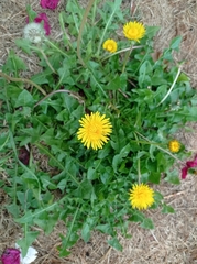 Taraxacum officinale
