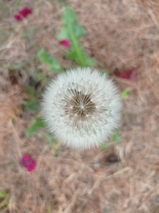 Taraxacum officinale