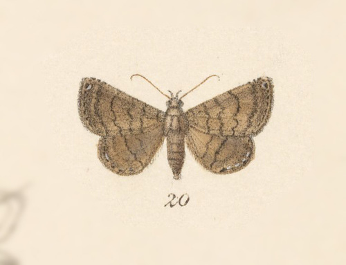 Dotted Carteris Moth