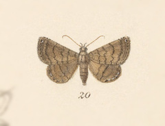 Dotted Carteris Moth
