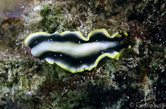 Pseudoceros paralaticlavus