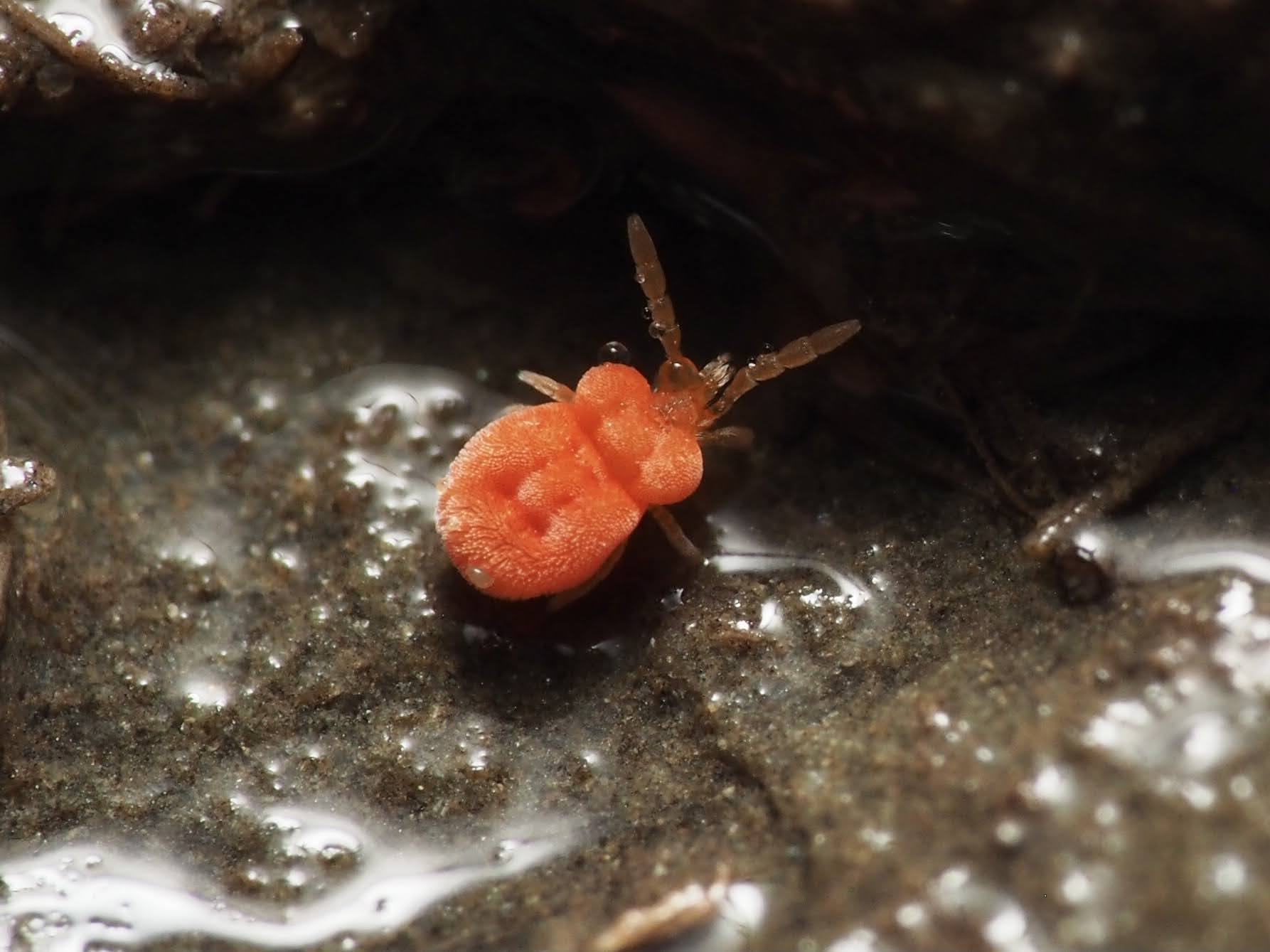 Pinolillos y coloradillas (Familia Trombiculidae) · iNaturalist Ecuador