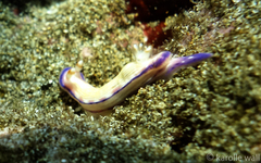 Hypselodoris peasei