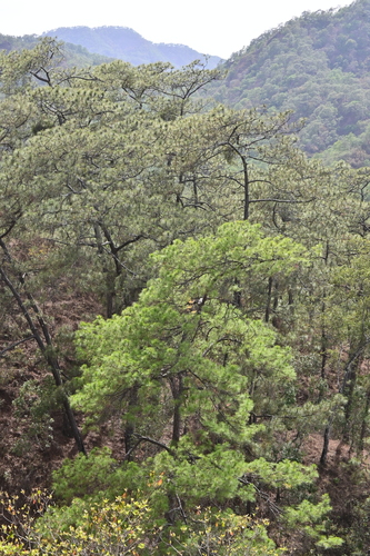 Jalisco pine (Pinus jaliscana)