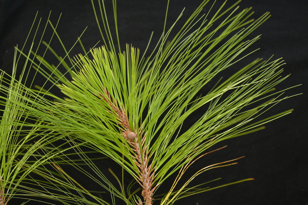 American hard pines
