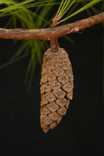 Image of Pinus jaliscana by (c) Dante S. Figueroa, some rights reserved (CC BY-SA)