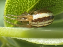 Araneus pratensis