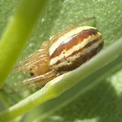Araneus pratensis