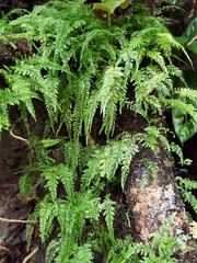 Asplenium delicatulum delicatulum