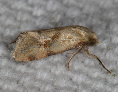 Platphalonidia magdalenae