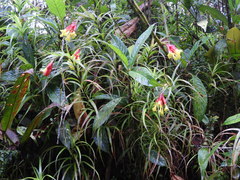 Guzmania pearcei