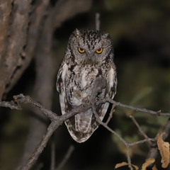 Megascops trichopsis