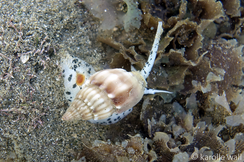 Nassarius hirtus observed 2019-01-01