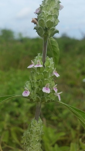 Meiosperma bracteatum image