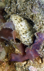 Stenoplax petaloides
