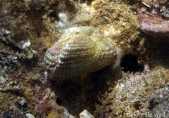 Acar plicata