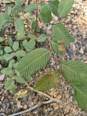 Nothofagus alpina