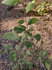 Nothofagus alpina