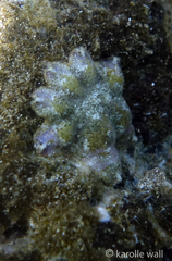 Aquilonastra anomala