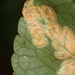 Violet Rust - Photo (c) jmole, some rights reserved (CC BY-NC), uploaded by jmole