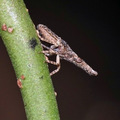 Eurinopsyche obscurata
