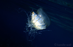 Cepheidae